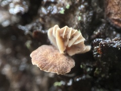 Micromphale arbuticola