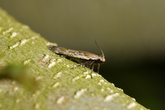 Anisoplaca achyrota