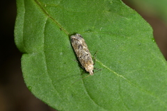 Anisoplaca achyrota