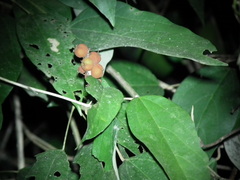 Mallotus philippensis