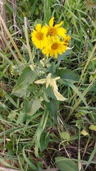 Verbesina encelioides