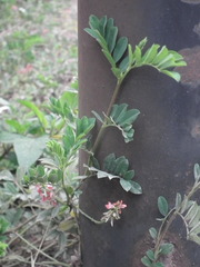 Indigofera spicata