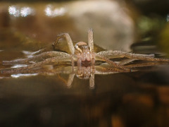 Nilus