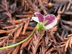 Viola ocellata