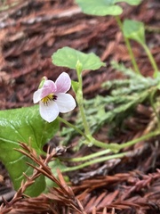 Viola ocellata