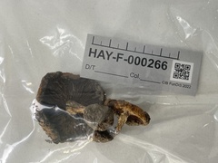 Pholiota brunnescens