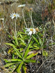 Celmisia spectabilis