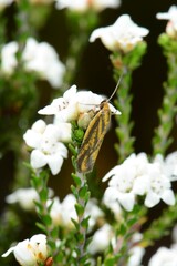 Poliorhabda auriceps