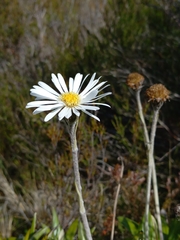 Celmisia spectabilis