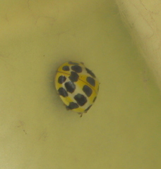 Psyllobora variegata