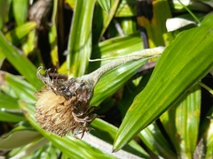 Celmisia spectabilis