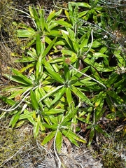 Celmisia spectabilis