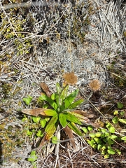 Celmisia spectabilis