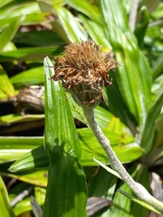 Celmisia spectabilis