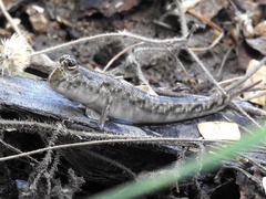 Periophthalmus variabilis