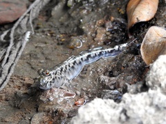 Periophthalmus variabilis