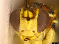 Gavrana maculipes