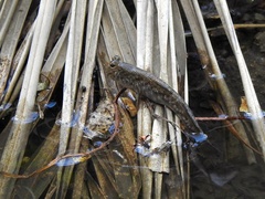 Periophthalmus variabilis