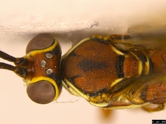 Gavrana maculipes