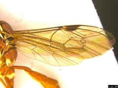 Gavrana maculipes