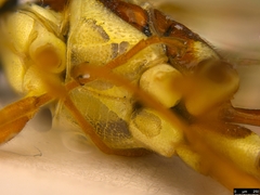 Gavrana maculipes