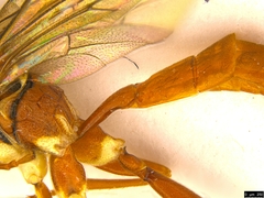 Gavrana maculipes
