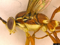 Gavrana maculipes