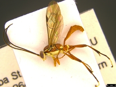 Gavrana maculipes