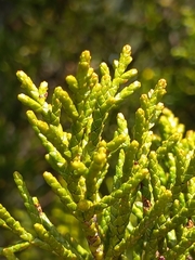 Halocarpus bidwillii