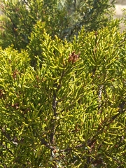 Halocarpus bidwillii