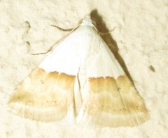 Eublemma seminivea