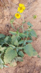 Verbesina encelioides