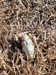 Procambarus simulans