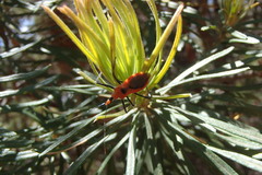 Gminatus