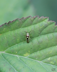 Orthops