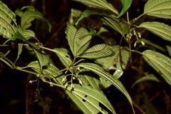 Miconia rubescens