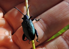 Sagra bicolor