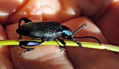 Sagra bicolor