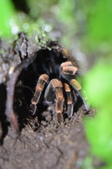 Megaphobema mesomelas