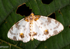 Abraxas amicula-illuminata