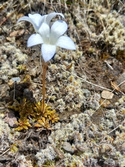 Wahlenbergia pygmaea