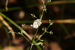 Galium sylvaticum