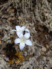 Wahlenbergia pygmaea