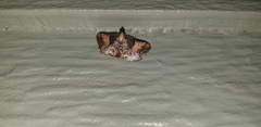 Pyralis pictalis