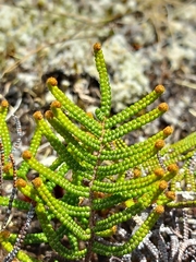 Gleichenia alpina