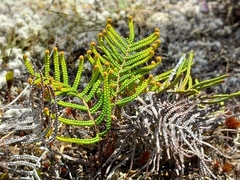 Gleichenia alpina