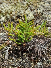 Gleichenia alpina