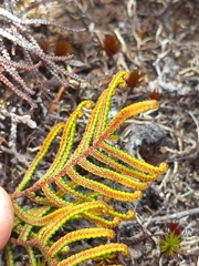 Gleichenia alpina