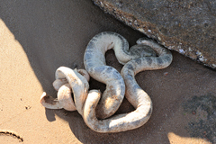 Hydrophis stokesii
