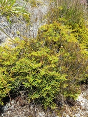Gleichenia alpina